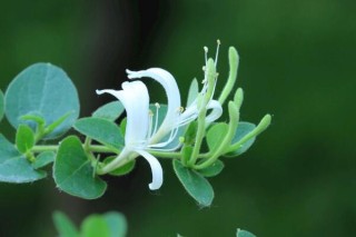 金银花种植技术，春秋季节种植成活率最高,第3图