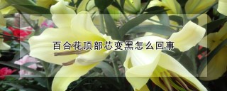 百合花顶部芯变黑怎么回事,第1图