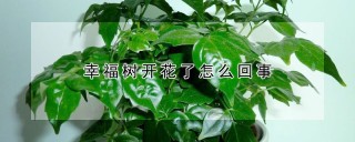 幸福树开花了怎么回事,第1图