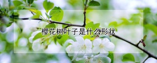 樱花树叶子是什么形状,第1图