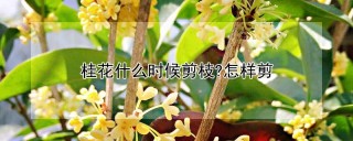 桂花什么时候剪枝?怎样剪,第1图