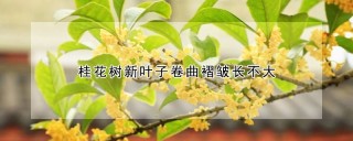 桂花树新叶子卷曲褶皱长不大,第1图