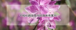 干枝杜鹃放室内对身体有害吗,第1图