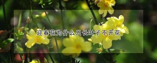 迎春花为什么只长叶子不开花,第1图