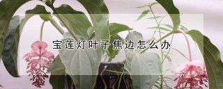 宝莲灯叶子焦边怎么办,第1图