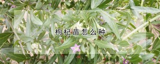 枸杞苗怎么种,第1图