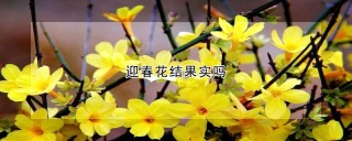 迎春花结果实吗,第1图