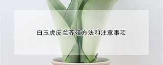 白玉虎皮兰养殖方法和注意事项,第1图