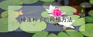 睡莲种子的种植方法,第1图