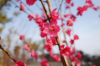 桃花盛开是什么季节，在每年的春季盛开,第5图