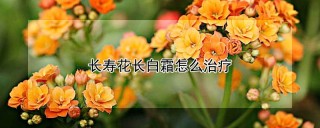 长寿花长白霜怎么治疗,第1图