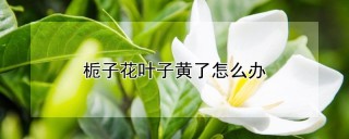 栀子花叶子黄了怎么办,第1图