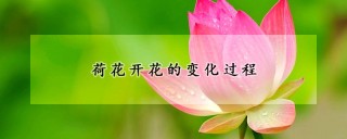 荷花开花的变化过程,第1图