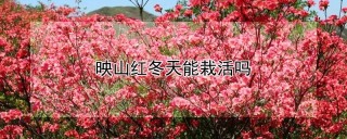 映山红冬天能栽活吗,第1图