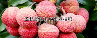 荔枝核可以种出荔枝吗,第1图