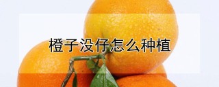 橙子没仔怎么种植,第1图