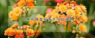 长寿花移盆后多久可以浇水,第1图