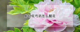 鲜切花芍药怎么醒花,第1图