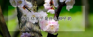 梅花结果子是什么样子的,第1图