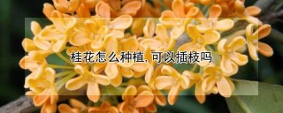 桂花怎么种植,可以插枝吗,第1图