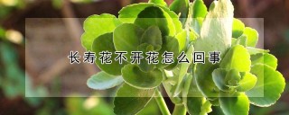 长寿花不开花怎么回事,第1图