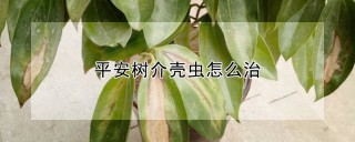 平安树介壳虫怎么治,第1图