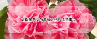 克瑞墨茶花的养殖方法和注意事项,第1图