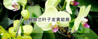 蝴蝶兰叶子发黄能救,第1图