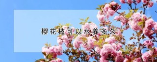 樱花枝可以水养多久,第1图