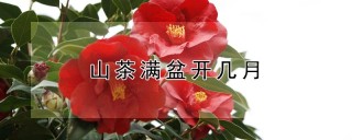 山茶满盆开几月,第1图