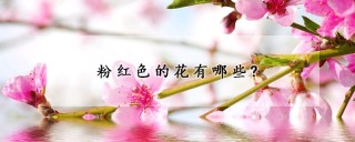 粉红色的花有哪些?,第1图