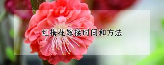 红梅花嫁接时间和方法,第1图