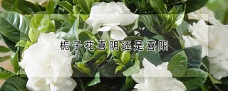 栀子花喜阴还是喜阳,第1图