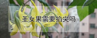 圣女果需要掐尖吗,第1图