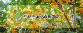 桂花养殖及管理方法,第1图