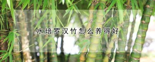 水培罗汉竹怎么养得好,第1图