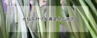 水仙花叶子发黄是什么原因,第1图