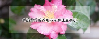 杜鹃茶花的养殖方法和注意事项,第1图