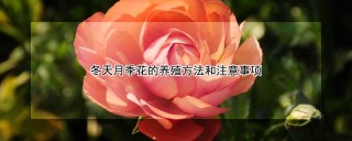 冬天月季花的养殖方法和注意事项,第1图