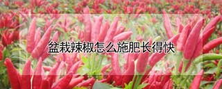 盆栽辣椒怎么施肥长得快,第1图