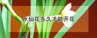 水仙花多久才能开花,第1图