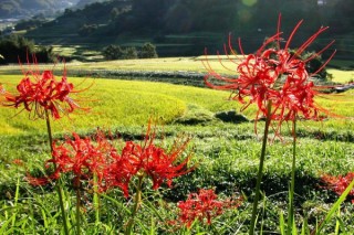 夏天可以给彼岸花换盆吗,第2图