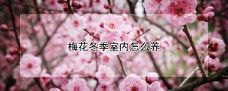 梅花冬季室内怎么养,第1图