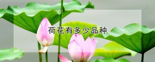 荷花有多少品种,第1图