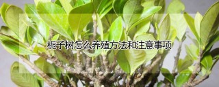 栀子树怎么养殖方法和注意事项,第1图