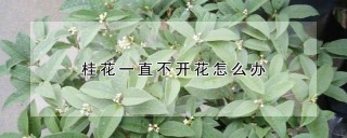 桂花一直不开花怎么办,第1图