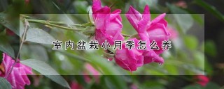 室内盆栽小月季怎么养,第1图