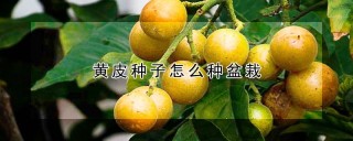 黄皮种子怎么种盆栽,第1图