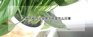 一帆风顺叶尖发黑干枯是怎么回事,第1图