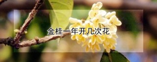 金桂一年开几次花,第1图